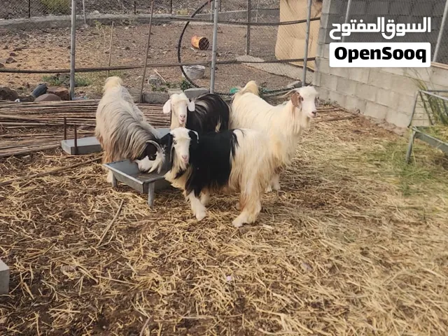 جدايا عمانيات وكبش