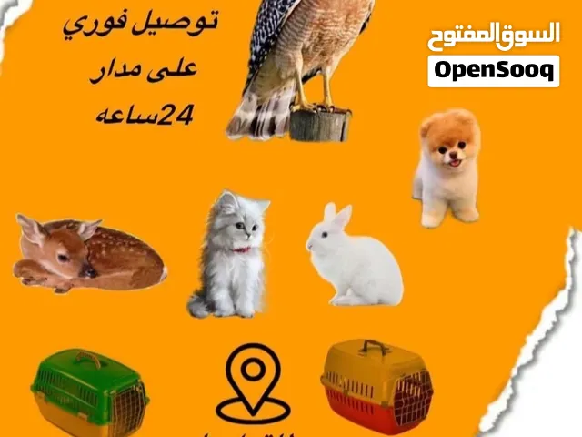 مندوب توصيل فوري