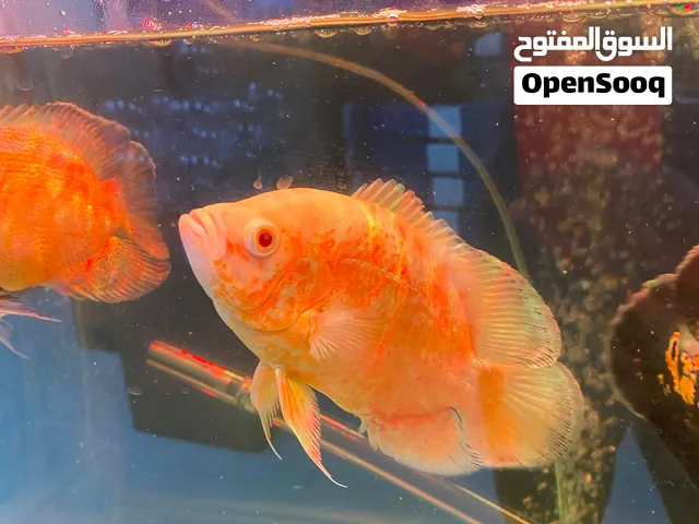 3 Oscar fishes one tiger and 2 albino