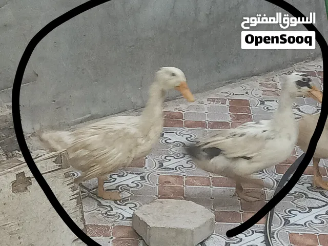 بشات ثنينهن ب 25