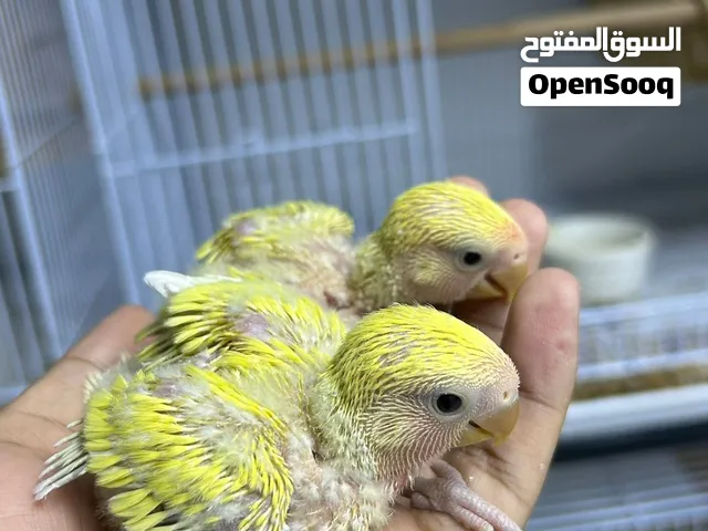 فروخ روز للبيع