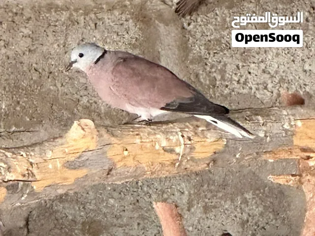 يمام اثيوبي