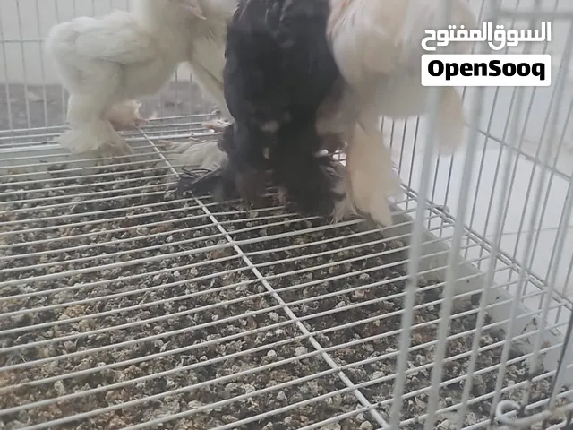 دجاج كوشن العمر شهرين 7 حبات مع بعض