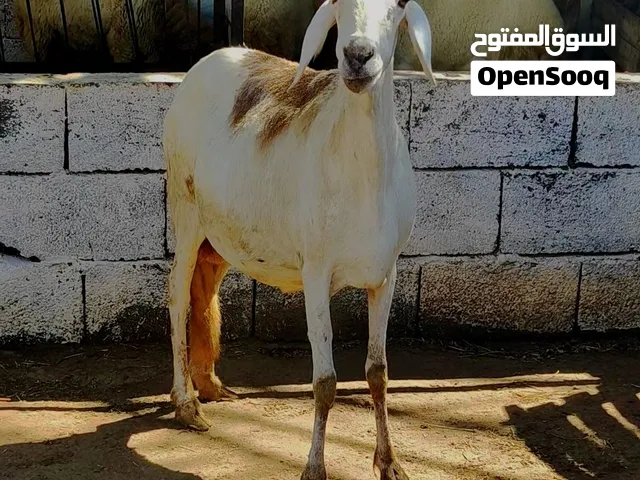 حوليه عز الكسبه قاعده مبدلتش تنيه علي ميلاد معاش اتعطل انشاء الله
