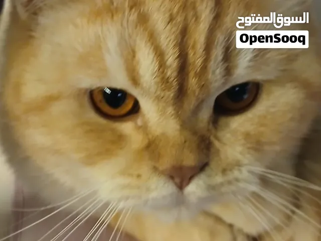 British shorthair