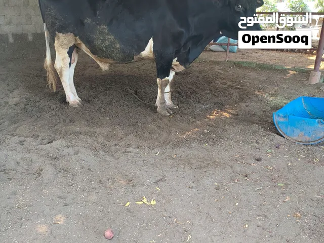 للبيع ثور جديد بغيته للبقر أو للمناطح