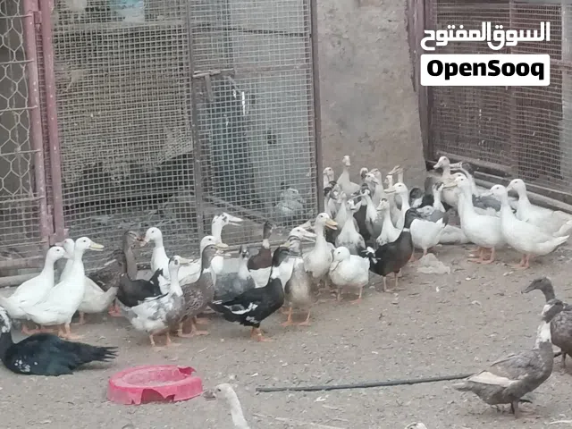 بط عماني  اقرا الوصف