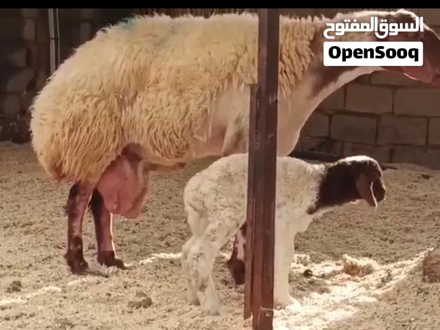 خرفان عواس عين حاروت للبيع