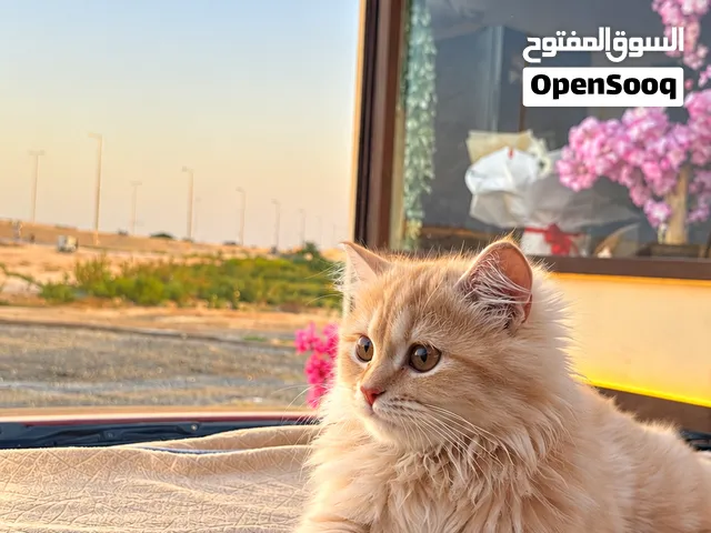 مايلو قط شيرازي السعر قابل للتفاوض