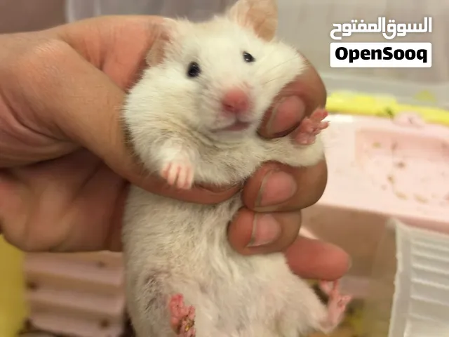 هامستر للببع