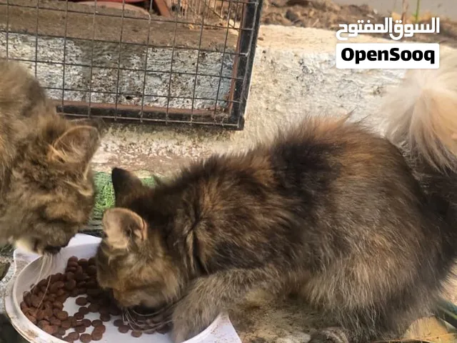 قطط شيرازيه