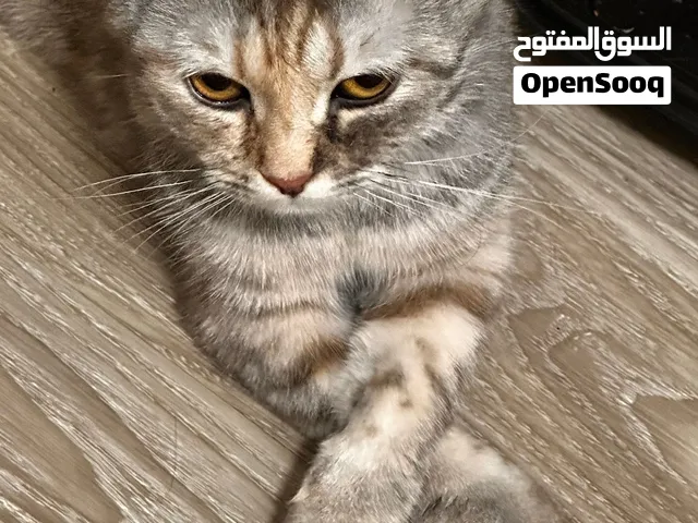 قطة للبيع...
