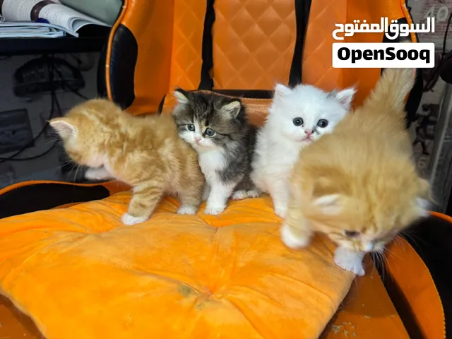 قطتين اسكتش فول لونق هير والثاني Shot Her