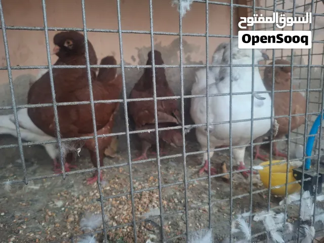حمام أمريكي