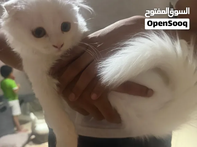 قطه سكوتش فولد