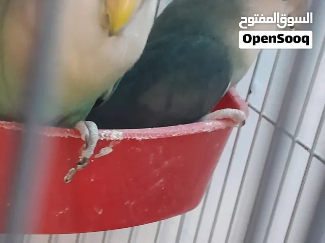 اللهم صل وسلم على سيدنا محمد أجمل تشكيلة طيور تب صحه تب نظافة تبارك الله