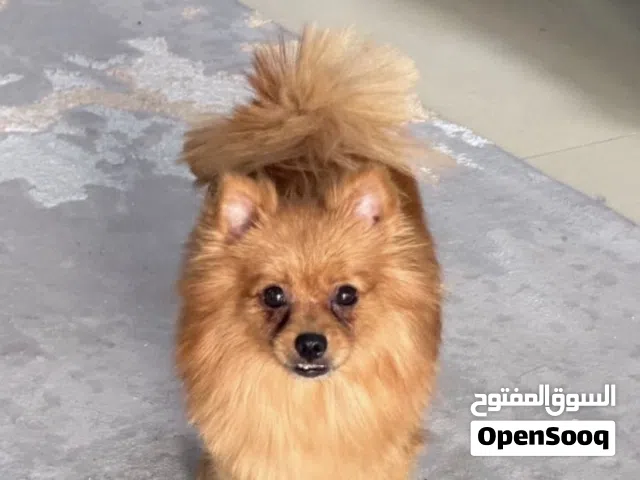 كلب عمره سنه سعره لايتفوت