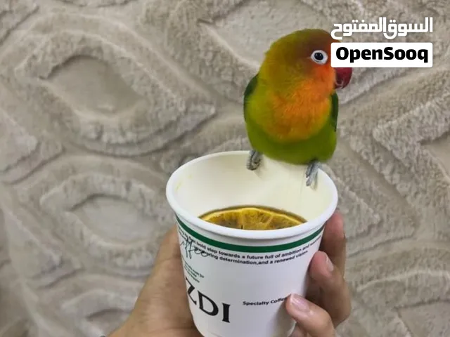 طير فيشر ، روز  -- لاف بيرد