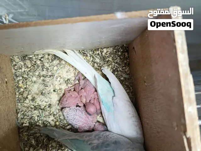 جوز ببغاء طيور حب للبيع بسعر طري