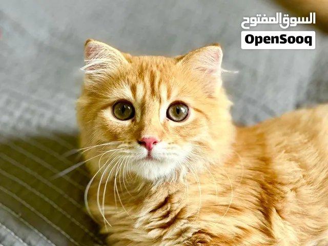 Scottish Fold – Persian Mix  Male