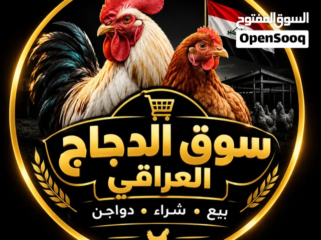 سوق الدجاج العراقي يوفر كلشي يحتاجه الجناي