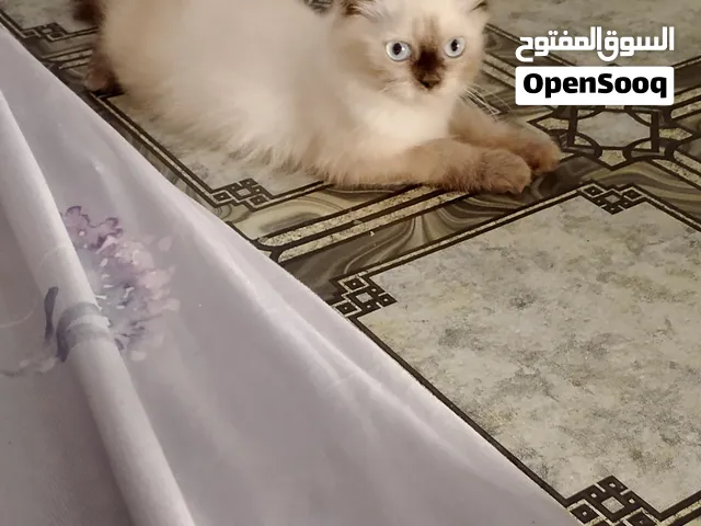 الام شيرازي والاب سيامي