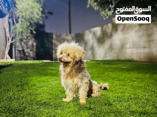 كلب كانيش للبيع