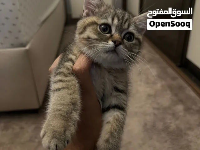 للبيع قطة سكوتش ستريت ذكر (Scottish Straight)