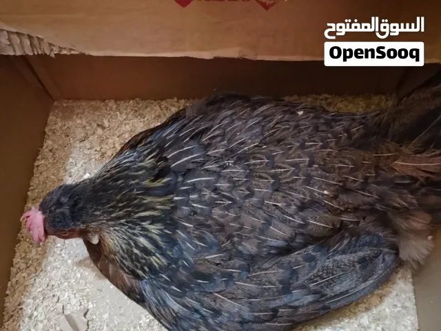 متاح دجاجة كافة خشنة