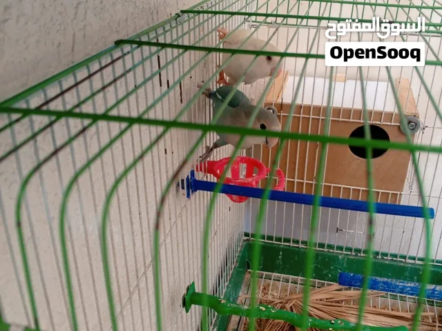 جوز روز للبيع