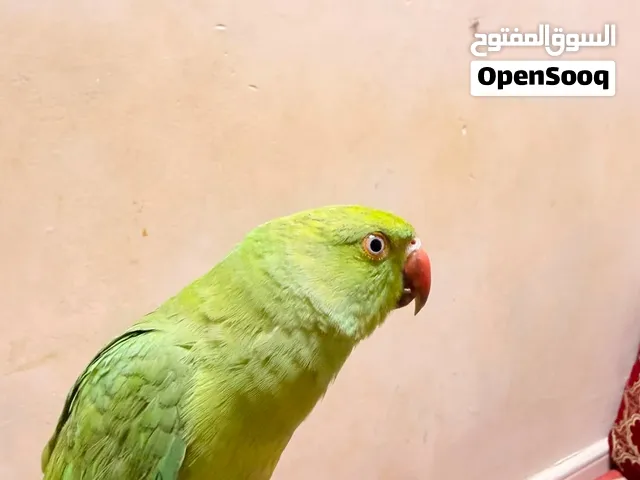 دره هندية أليفه بسعر جيد