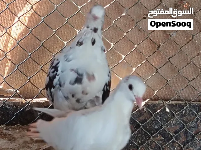 حمام مشكل للبيع