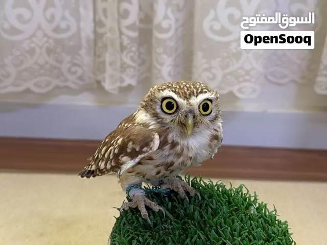 بومة القزم