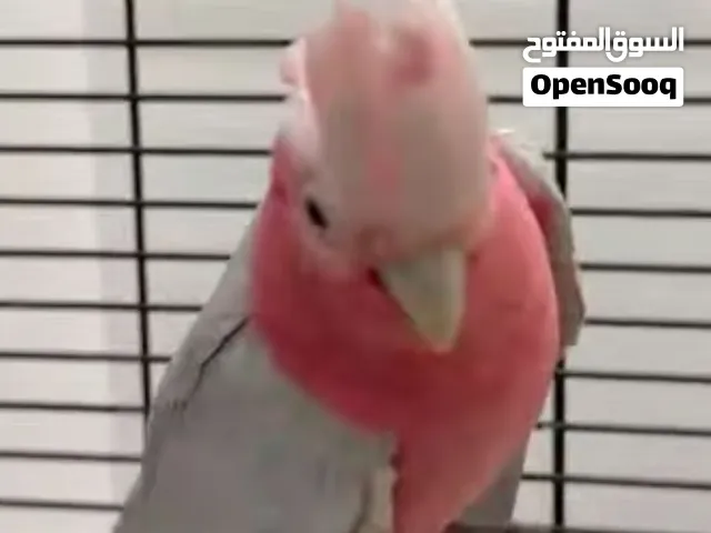 متوفر ذكر كوكاتو قالا جاهز للانتاج الجناح والأظافر كامل الطير أموره فوق  الطيبة  ما عليه حجل ولكن مف