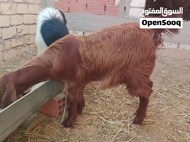 ماعز للبيع