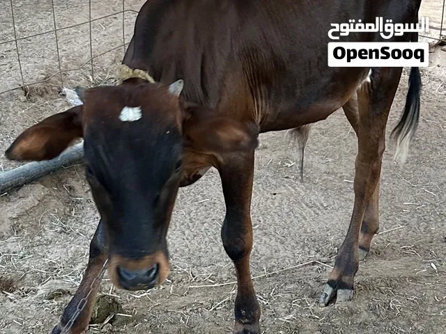 للبيع 4 ثيران من الحلال أكل بيت طبيعي 100% مايطعم علف ابداً
