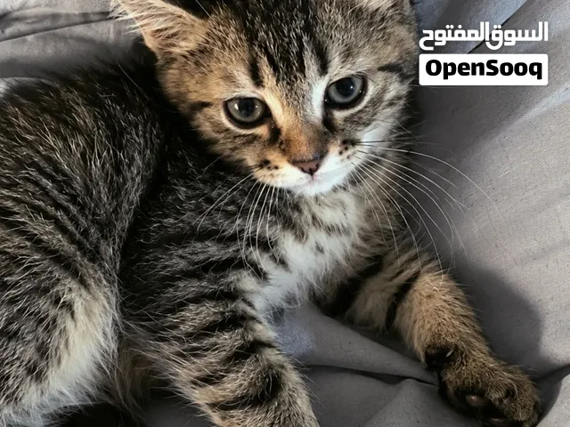 6 قطط جميلة للتبنّي