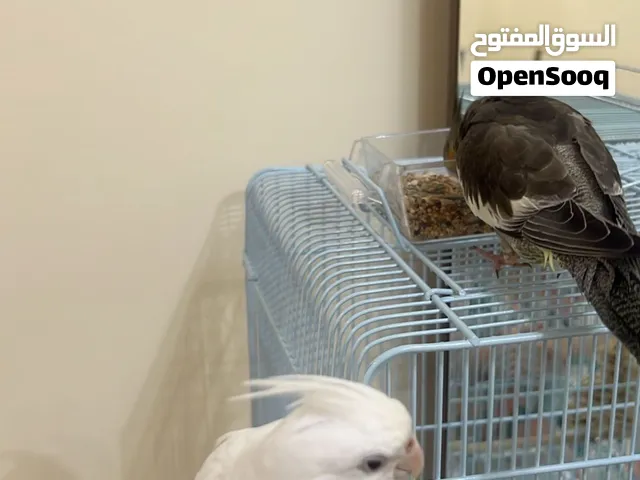 عصفورين كوكتيل ذكر و انثي مع قفصين و العاب