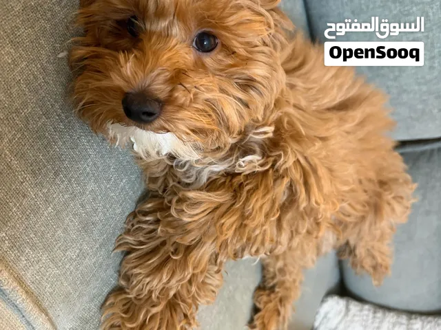 كلب مالتيبو
