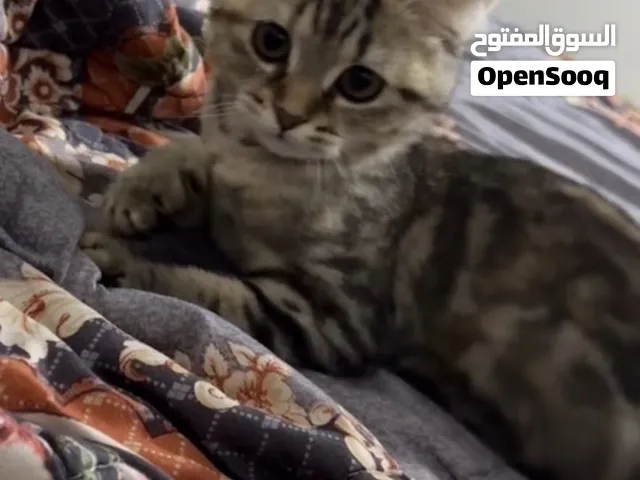 للبيع قطه سكوتش لونق هير عمرها 4 شهور