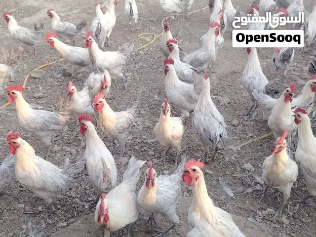 200 ديك للبيع ديك المنيوم