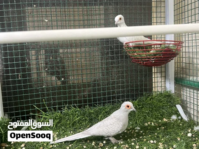 للبيع زوج يمام ماسي فاخر