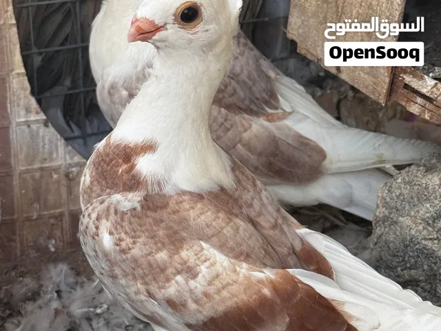 حمام حب رمان