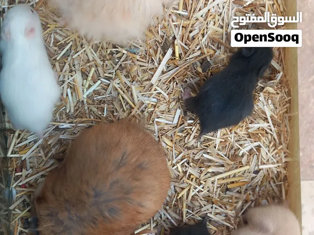 هامستر روسي