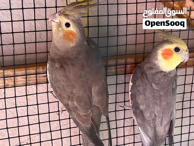 ببغباء كوكتيل ذكر وأنثى محلي