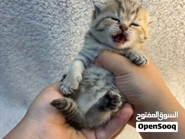 قطه انثى سكوتش فولد للحجز بصحه جدااا سليمه تقدر تجي وتشوفها قبل الححز