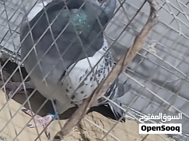 السلام عليكم ورحمة الله وبركاته  متوفر حمام زاجل مع شهادات النسب والتحجيل سباقات وسط متقدم طويل