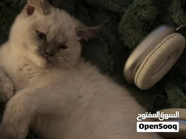 قطه كيتن هملايا للبيع