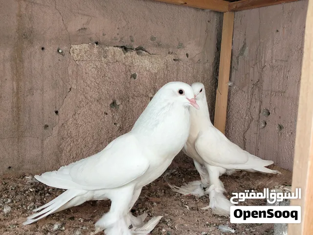 حمام زينه نفاخ بلايزر مخاليف بريشه ثالثه خوات نفس البطن كلش خشنات خط اول