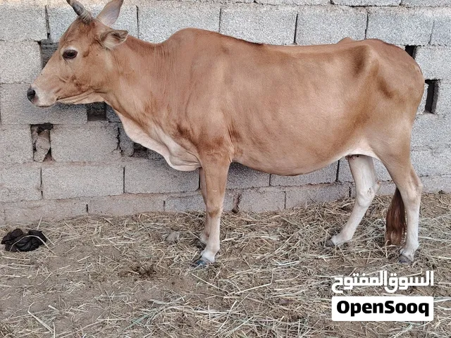 بقره محليه عاقر سمينه ما شاء الله